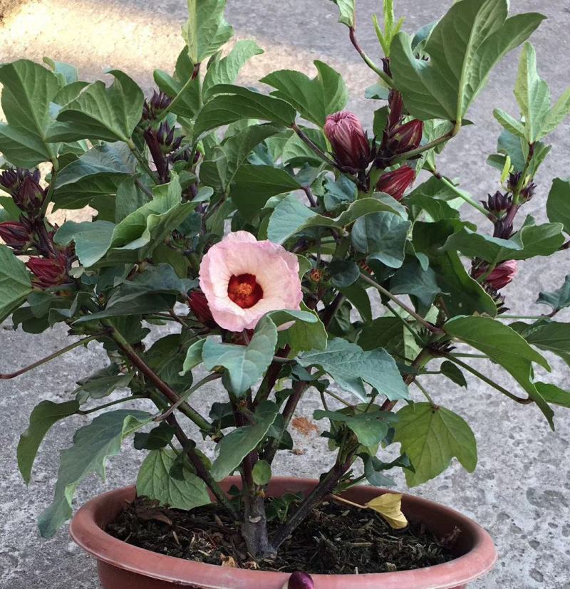 玫瑰茄苗红桃K盆栽带花苞洛神花苗庭院阳台花卉绿植