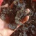 野生云耳广西野生云耳炖汤，养生的云耳