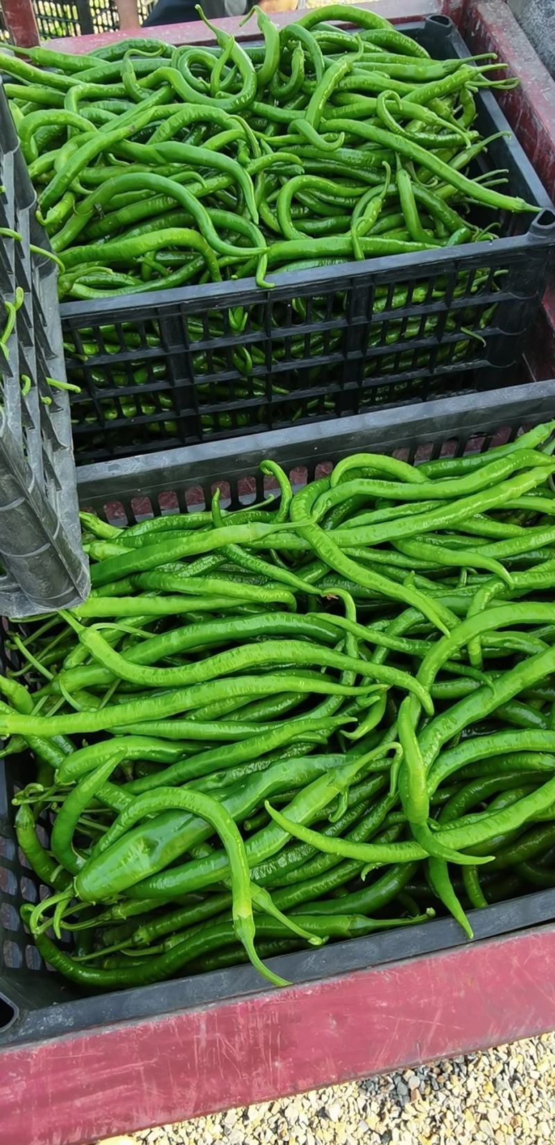 黄皮青线椒
