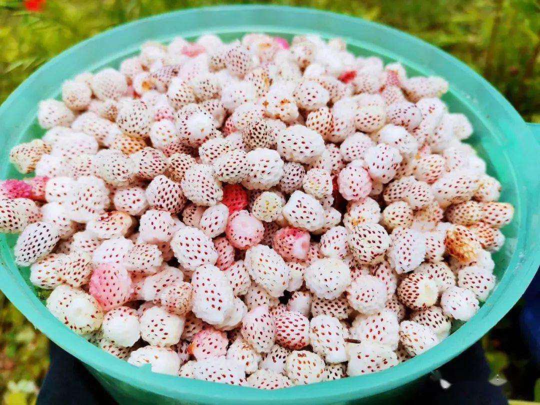 新鲜草莓经过清洗、去蒂后被打成细腻的草莓泥 草莓处理与打制过程