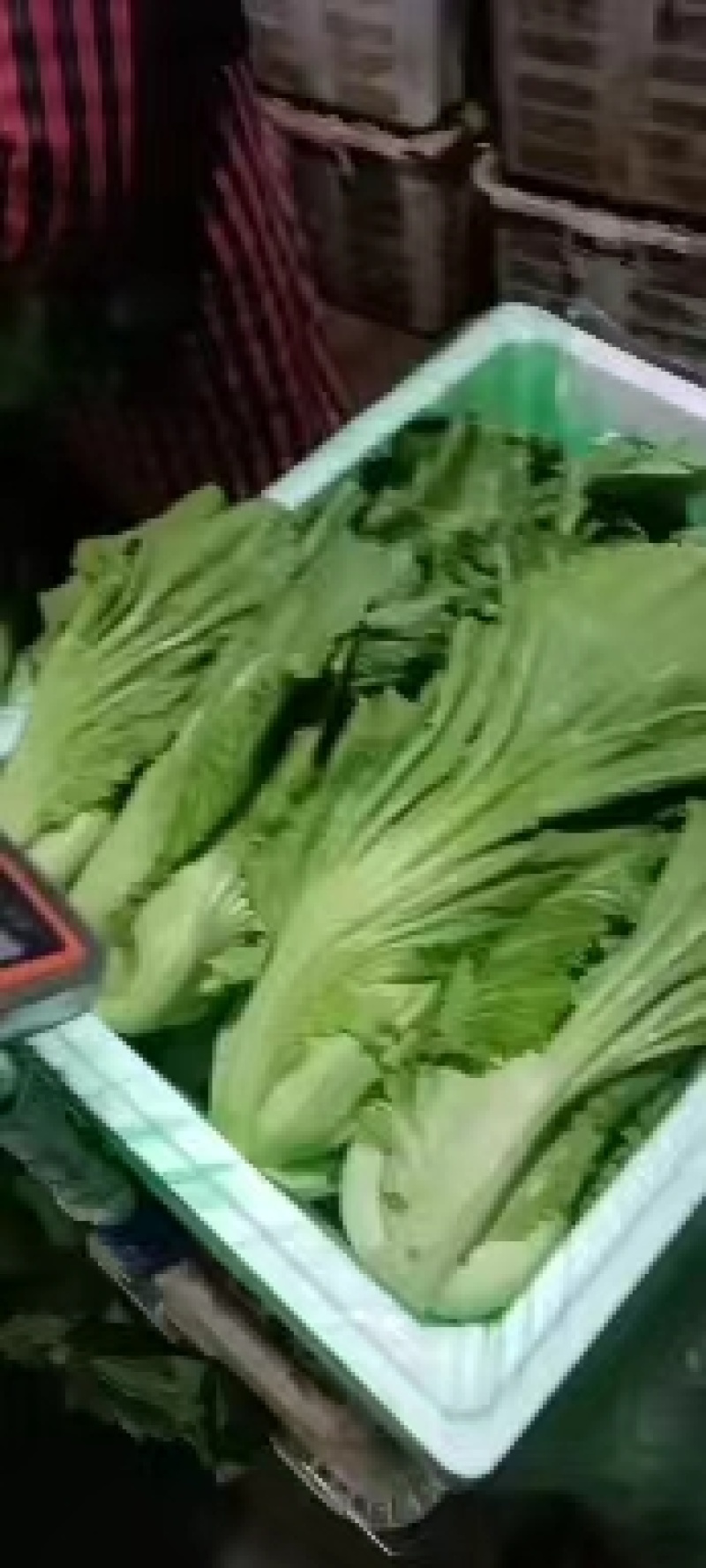 芥菜，包芥