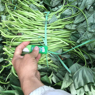 湛江西瓜红红薯苗