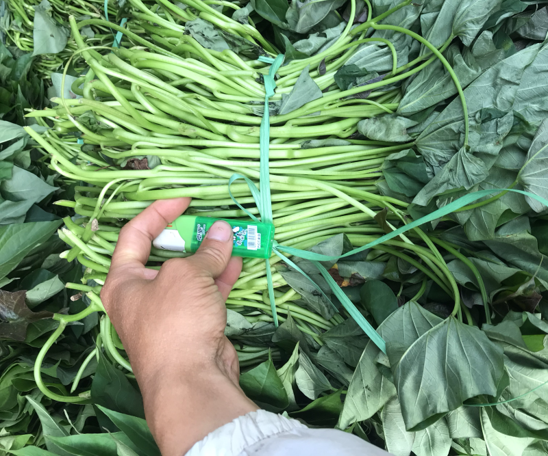 湛江西瓜红红薯苗