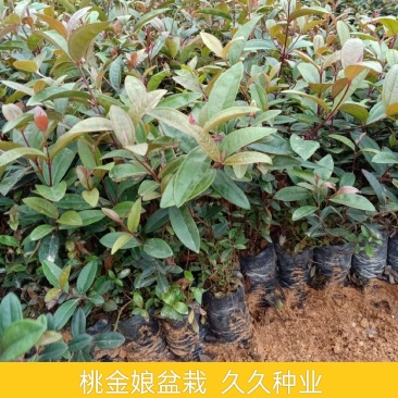桃金娘树苗捻子果树苗山捻子树苗地捻子果苗盆载果树苗