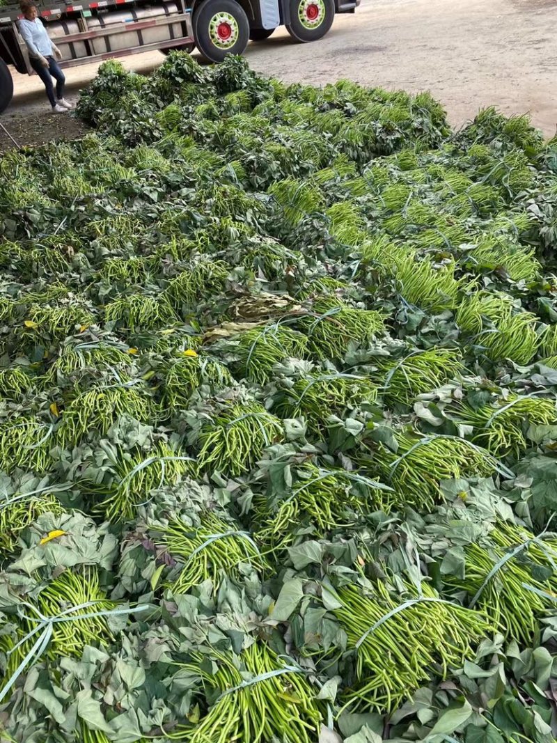 湛江西瓜红红薯苗