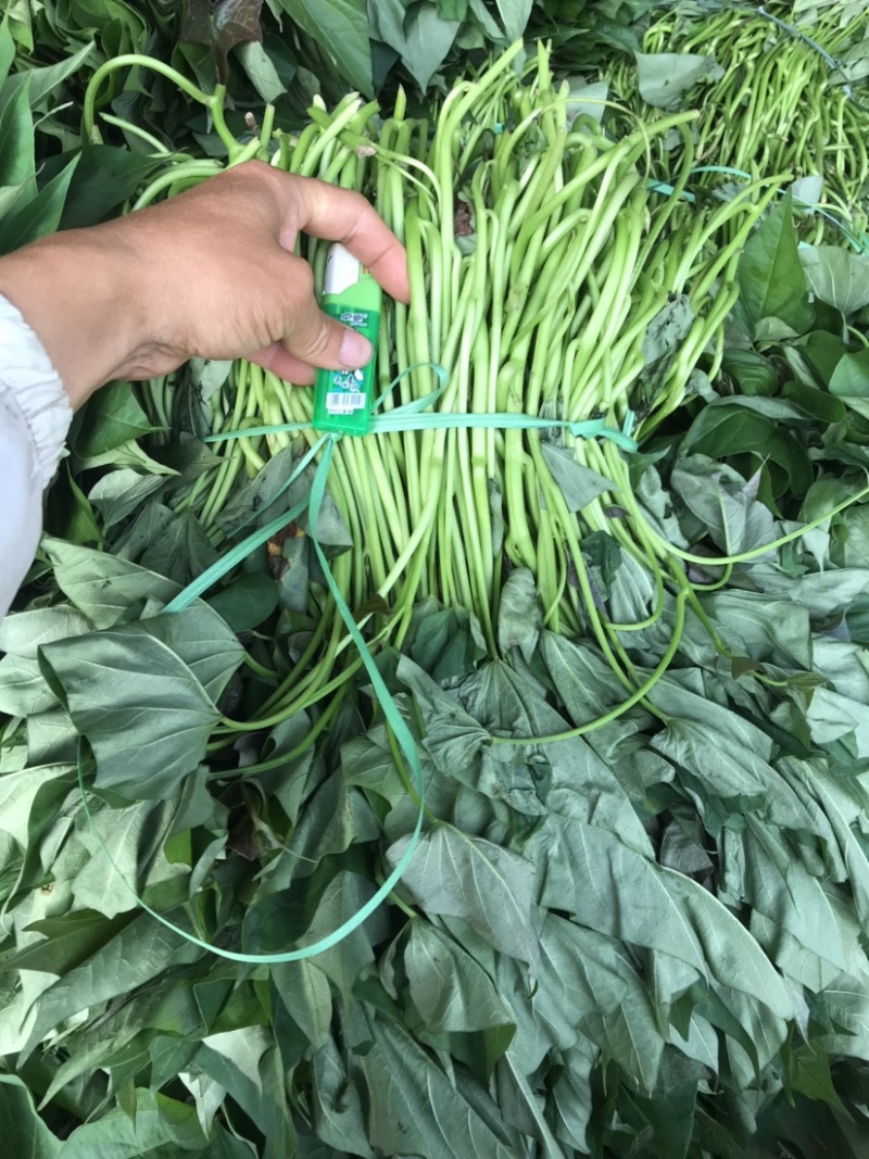 湛江西瓜红红薯苗