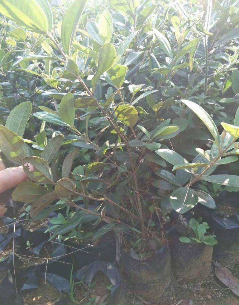 桃金娘树苗捻子果树苗山捻子树苗地捻子果苗盆载果树苗