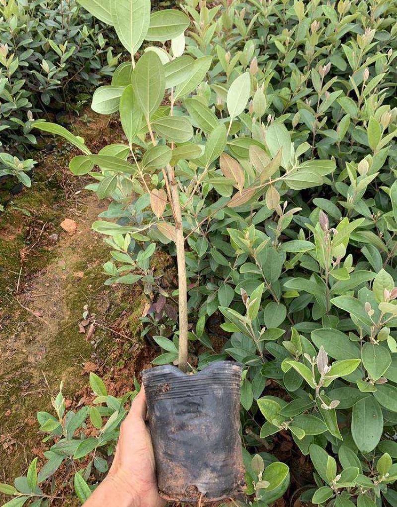 桃金娘树苗捻子果树苗山捻子树苗地捻子果苗盆载果树苗