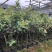 桃金娘树苗捻子果树苗山捻子树苗地捻子果苗盆载果树苗