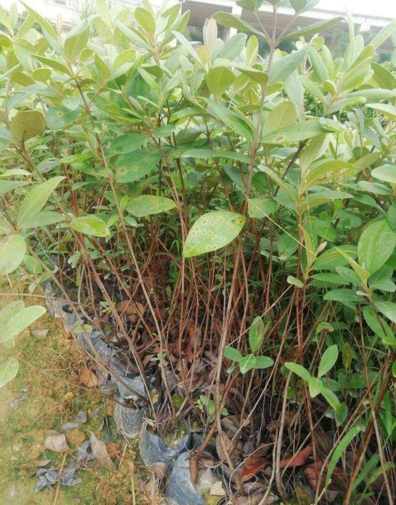 桃金娘树苗捻子果树苗山捻子树苗地捻子果苗盆载果树苗