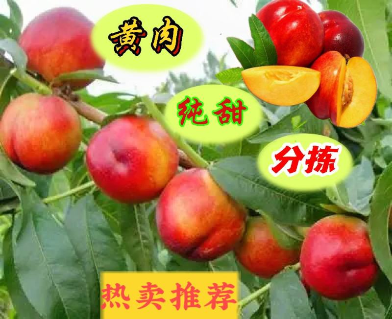 新鲜水果早熟油桃黄肉油桃55MM以上露天油桃产地批发