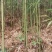 仙女果架冬瓜架菜架竹竿厘竹铁厘竹儿大棚竹竹竿竹子竹棒竹筒