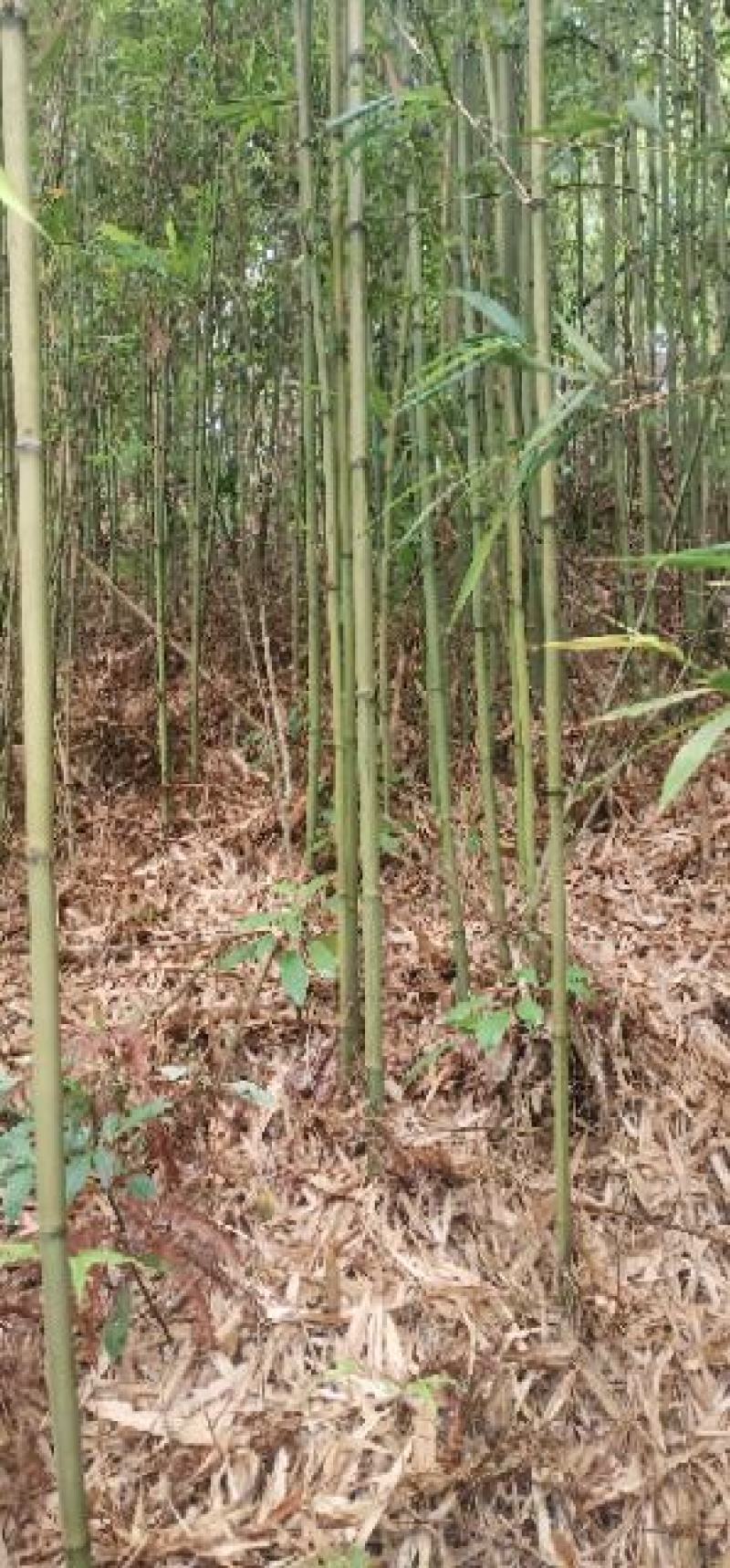 仙女果架冬瓜架菜架竹竿厘竹铁厘竹儿大棚竹竹竿竹子竹棒竹筒
