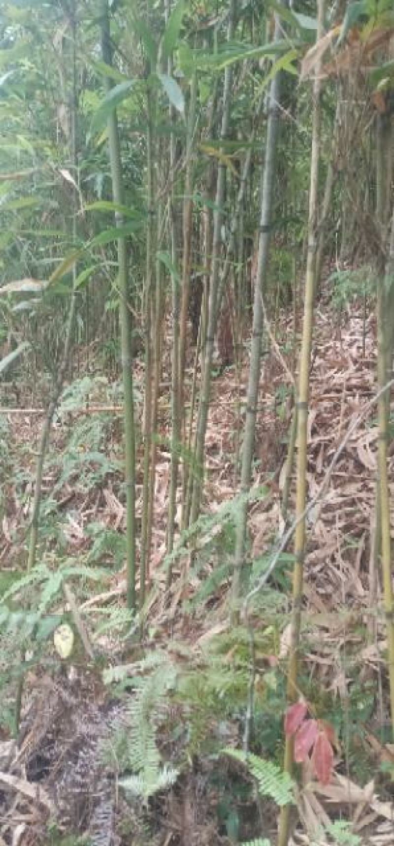 仙女果架冬瓜架菜架竹竿厘竹铁厘竹儿大棚竹竹竿竹子竹棒竹筒