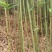 仙女果架冬瓜架菜架竹竿厘竹铁厘竹儿大棚竹竹竿竹子竹棒竹筒