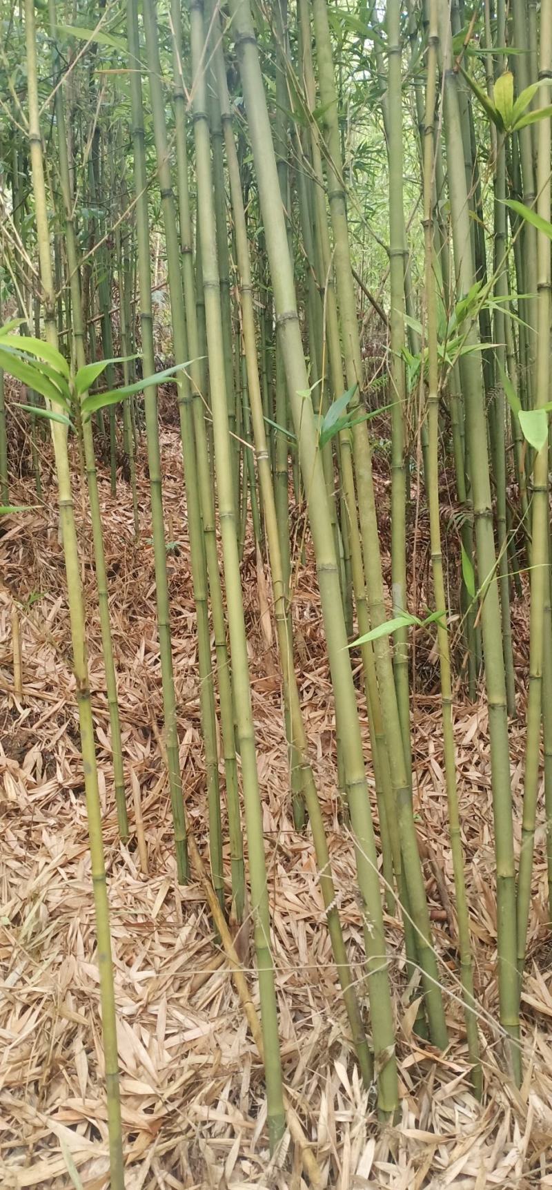 仙女果架冬瓜架菜架竹竿厘竹铁厘竹儿大棚竹竹竿竹子竹棒竹筒