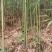 仙女果架冬瓜架菜架竹竿厘竹铁厘竹儿大棚竹竹竿竹子竹棒竹筒