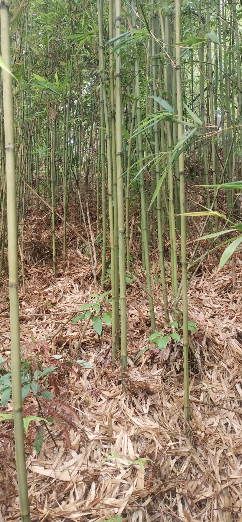 仙女果架冬瓜架菜架竹竿厘竹铁厘竹儿大棚竹竹竿竹子竹棒竹筒