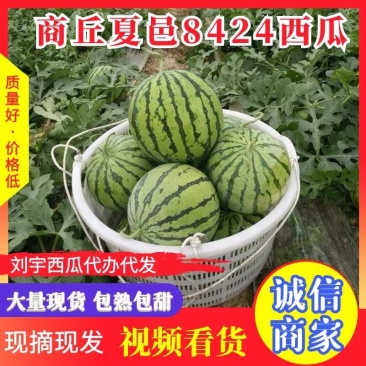 河南商丘夏邑万亩8424西瓜基地直供包熟包甜一条龙