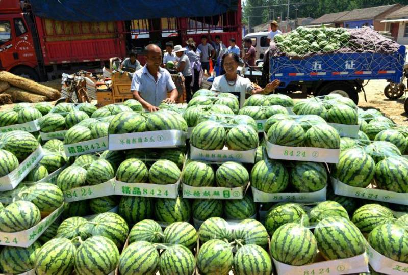 河南商丘夏邑万亩8424西瓜基地直供包熟包甜一条龙