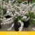 耐寒雪柳植物喷雪花苗盆栽花卉绿植珍珠梅绣线菊庭院大苗雪柳