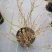 耐寒雪柳植物喷雪花苗盆栽花卉绿植珍珠梅绣线菊庭院大苗雪柳