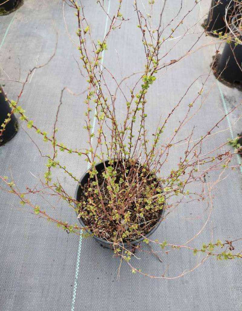 耐寒雪柳植物喷雪花苗盆栽花卉绿植珍珠梅绣线菊庭院大苗雪柳