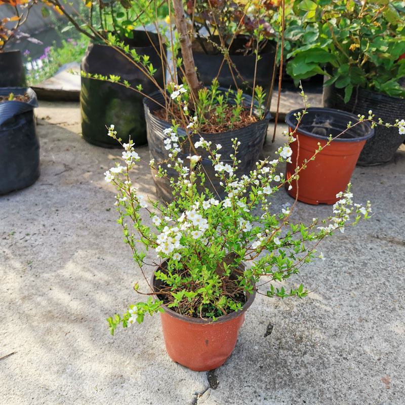 耐寒雪柳植物喷雪花苗盆栽花卉绿植珍珠梅绣线菊庭院大苗雪柳