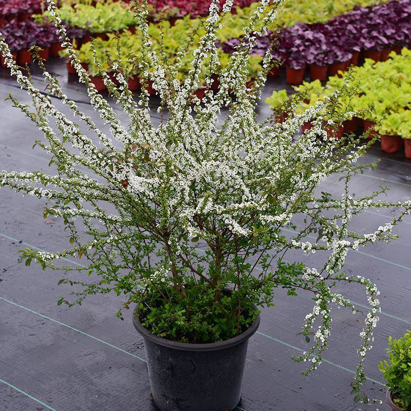 耐寒雪柳植物喷雪花苗盆栽花卉绿植珍珠梅绣线菊庭院大苗雪柳