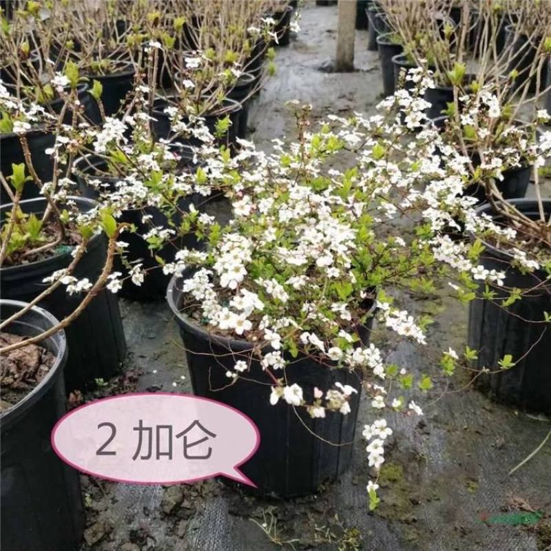 耐寒雪柳植物喷雪花苗盆栽花卉绿植珍珠梅绣线菊庭院大苗雪柳
