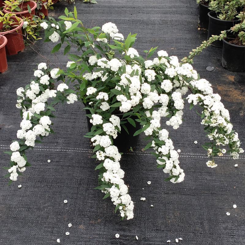 耐寒雪柳植物喷雪花苗盆栽花卉绿植珍珠梅绣线菊庭院大苗雪柳