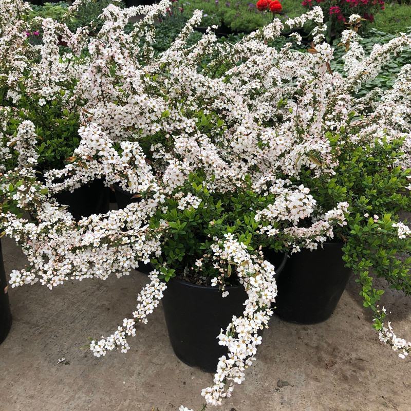 耐寒雪柳植物喷雪花苗盆栽花卉绿植珍珠梅绣线菊庭院大苗雪柳