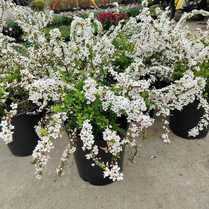 耐寒雪柳植物喷雪花苗盆栽花卉绿植珍珠梅绣线菊庭院大苗雪柳
