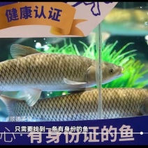 寻味顺德生态吊水鲩鱼，肉质Q弹爽鲜，基地直供