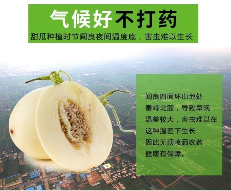 【2022头茬】10斤爆甜阎良甜瓜当季新鲜水果孕妇香瓜密