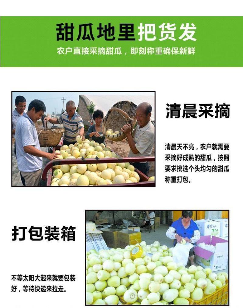 【2022头茬】10斤爆甜阎良甜瓜当季新鲜水果孕妇香瓜密
