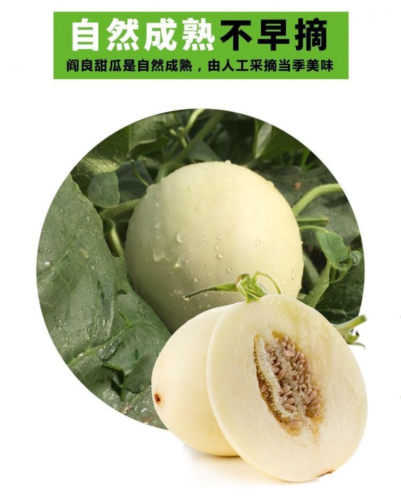 【2022头茬】10斤爆甜阎良甜瓜当季新鲜水果孕妇香瓜密