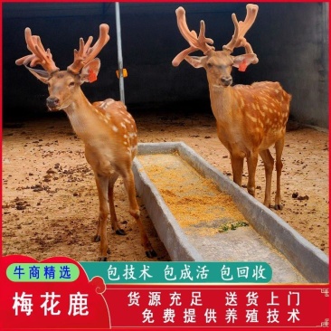 鹿苗，梅花鹿幼崽养殖场，互动听话宠物鹿，包教养殖技术！！