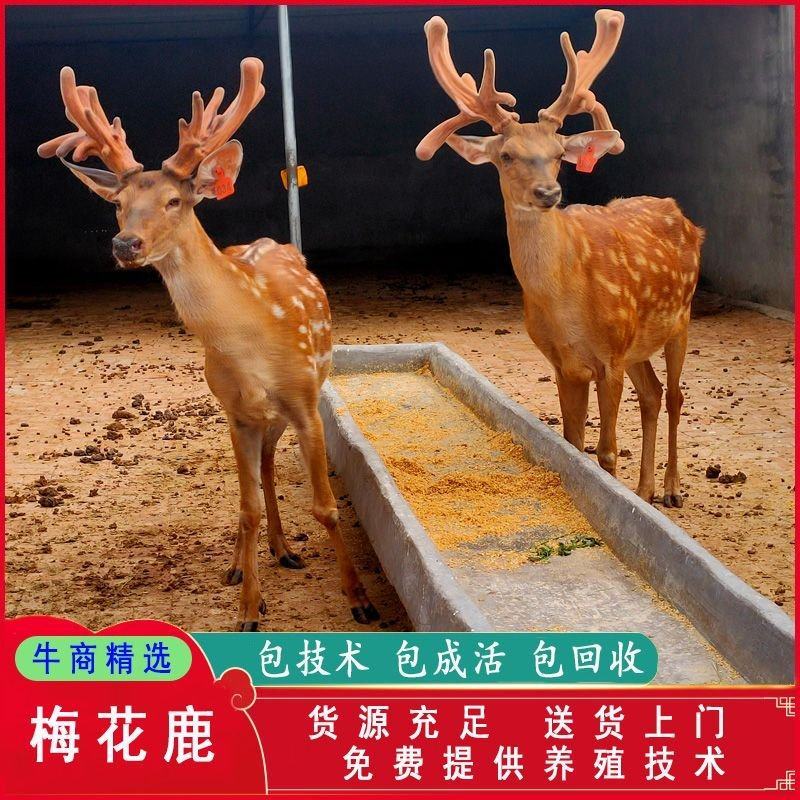 鹿苗，梅花鹿幼崽养殖场，互动听话宠物鹿，包教养殖技术！！