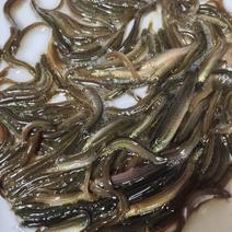台湾泥鳅苗，成长速度快，规格齐全，抗病力强。