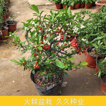 火棘苗盆景植物吉祥果阳台绿植盆栽带果盆景客厅火棘盆景