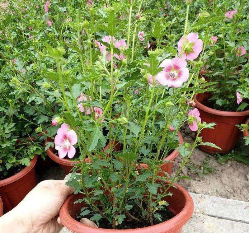 小木槿花卉盆栽棒棒糖耐寒耐热庭院室内阳台四季开花好养植物