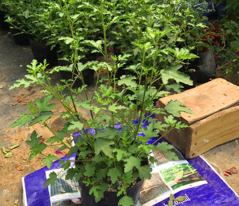 小木槿花卉盆栽棒棒糖耐寒耐热庭院室内阳台四季开花好养植物