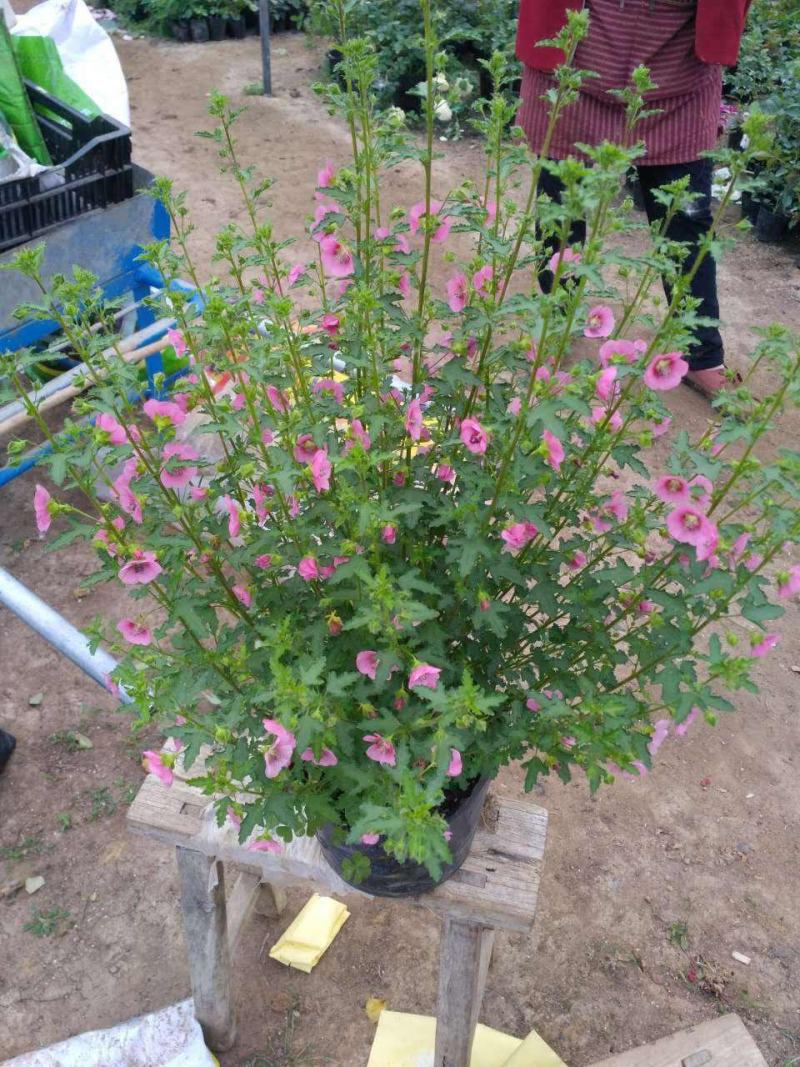 小木槿花卉盆栽棒棒糖耐寒耐热庭院室内阳台四季开花好养植物