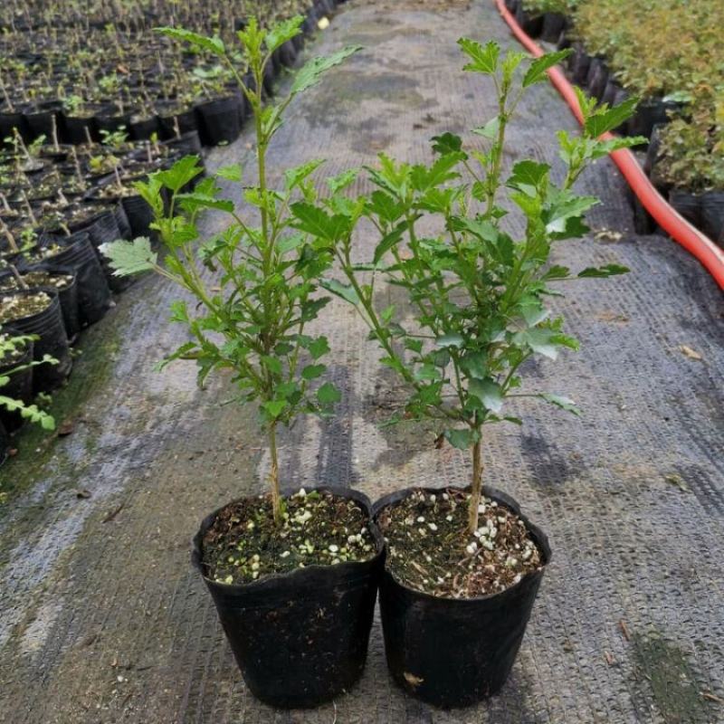 小木槿花卉盆栽棒棒糖耐寒耐热庭院室内阳台四季开花好养植物