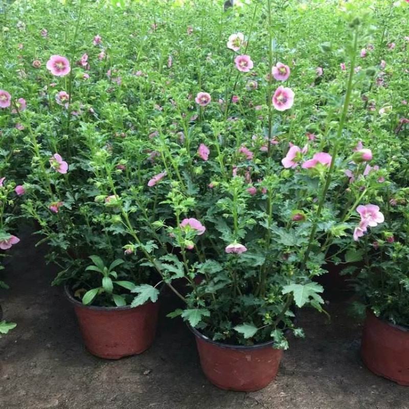 小木槿花卉盆栽棒棒糖耐寒耐热庭院室内阳台四季开花好养植物