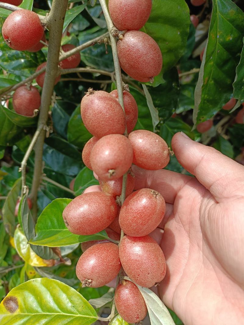 正宗德甜二号羊奶果苗