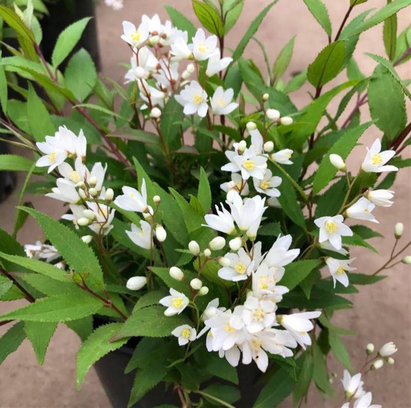 溲疏花雪绒花雪樱花盆栽花卉地栽花灌木阳台室内盆栽庭院