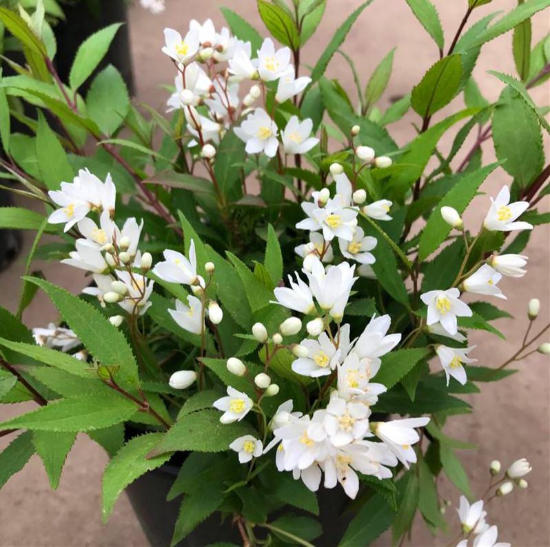 雏菊在春天盛开的景象,花朵洁白,绿叶茂盛 雏菊在春天盛开的景象