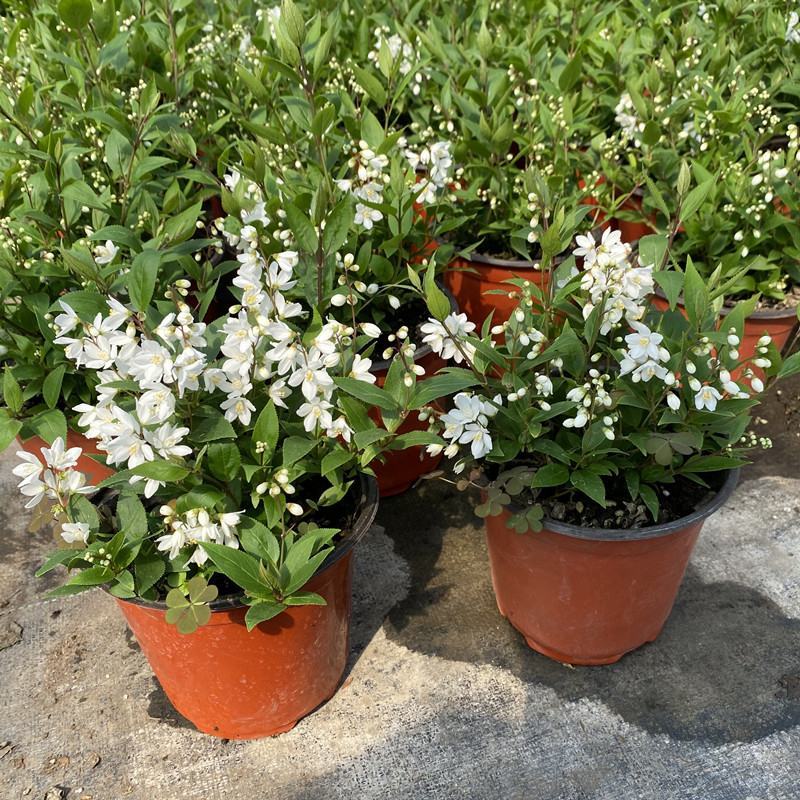 溲疏花雪绒花雪樱花盆栽花卉地栽花灌木阳台室内盆栽庭院